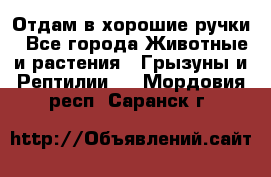 Отдам в хорошие ручки - Все города Животные и растения » Грызуны и Рептилии   . Мордовия респ.,Саранск г.